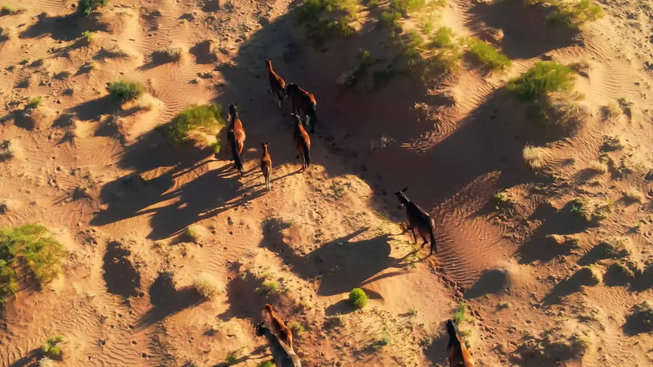 Wild horses in Arizona An aerial perspective