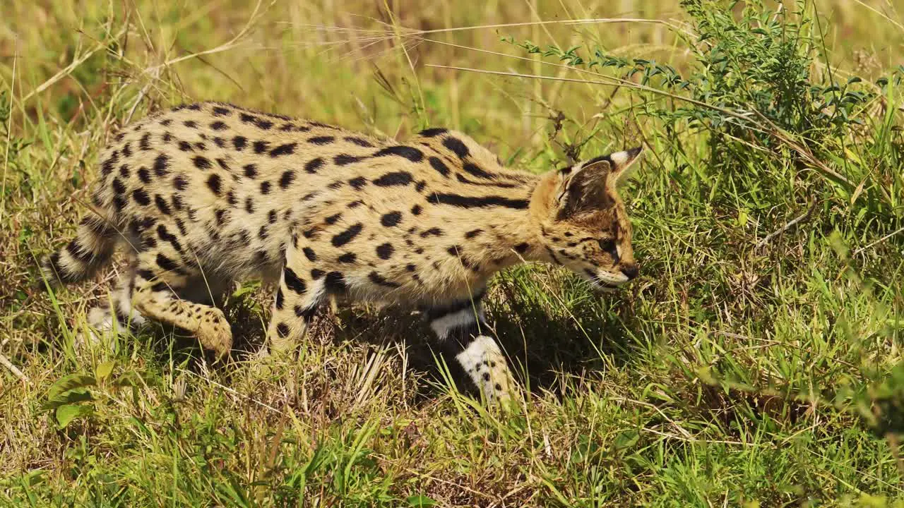 Serval hunting in luscious grasslands for small prey pouncing and jumping National Reserve in Kenya Africa Safari Animals in Masai Mara North Conservancy