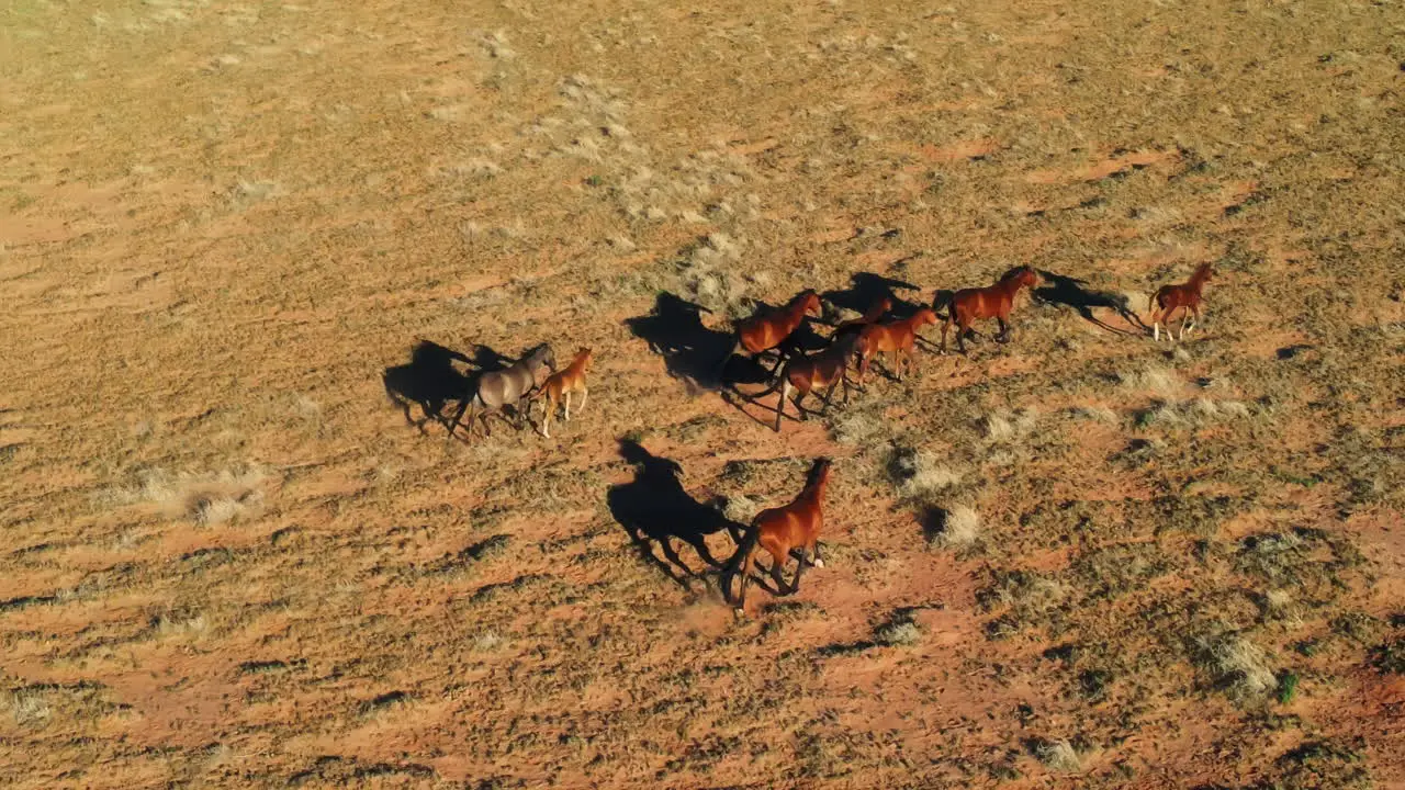 A herd of wild horses running in Arizona A bird's eye view