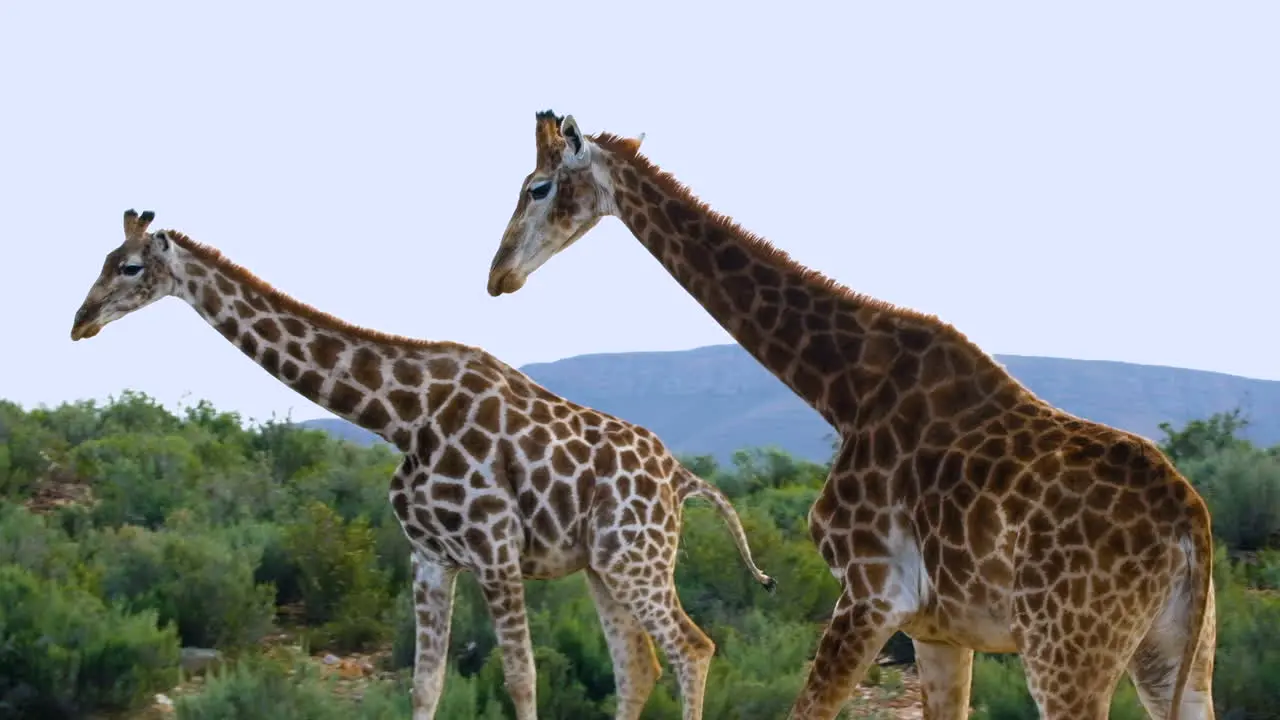 Two Cape giraffe with striking brown coat patterns walks through shrubland