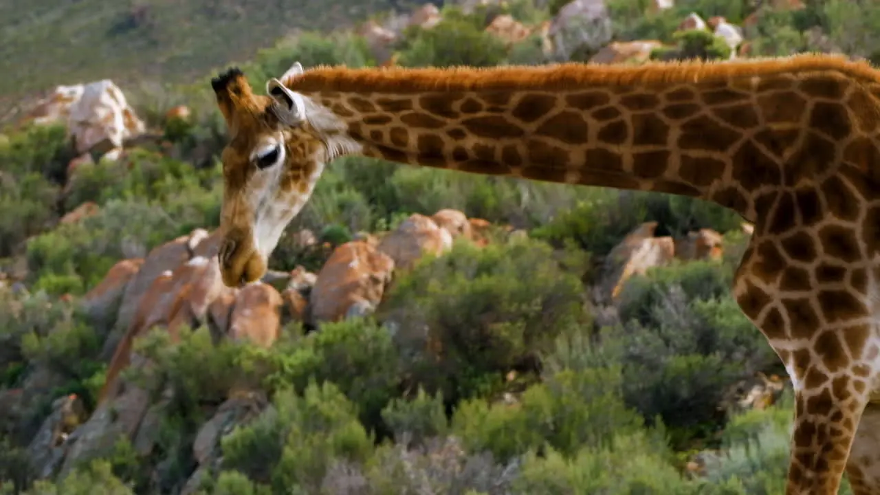 Closeup of slobbering Cape giraffe as it chews vegetation