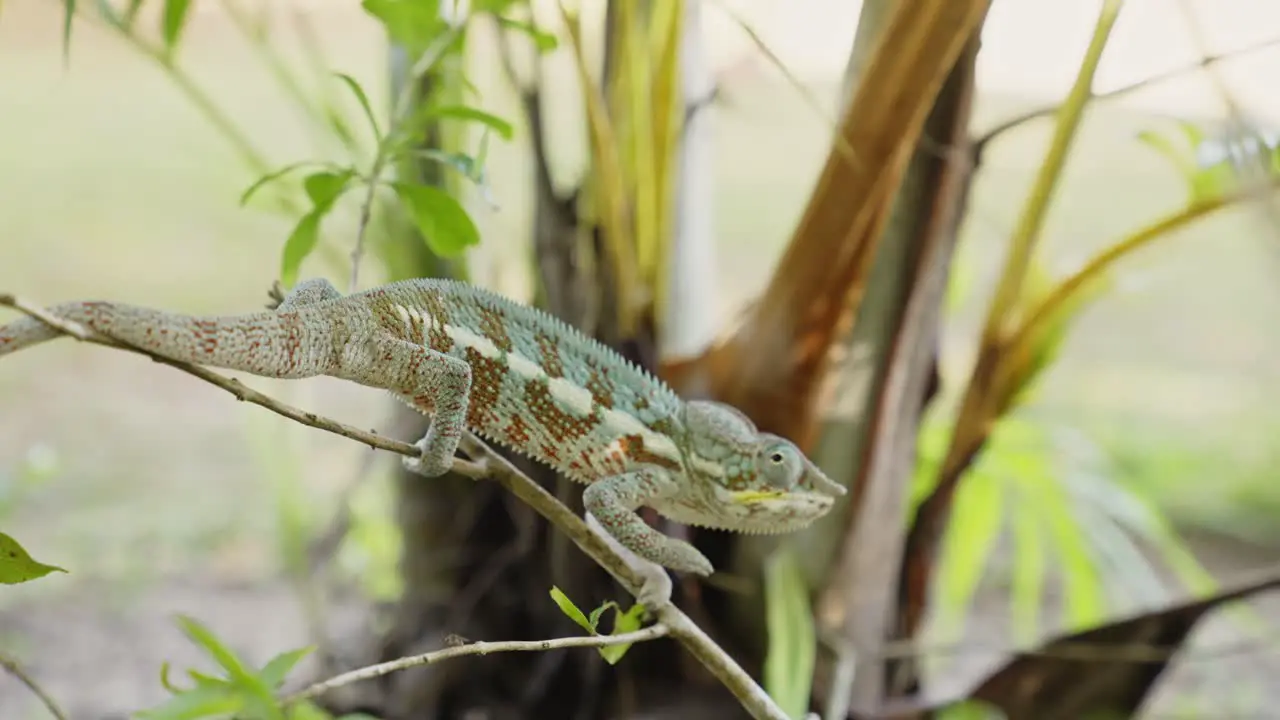 Chameleon moving on mallet n the natural forest