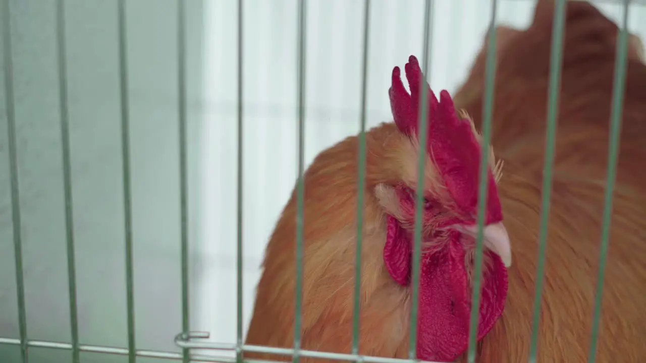 Golden Buff Cochin Rooster Looking Outside Its Cage During An Agricultural Show Closeup Shot