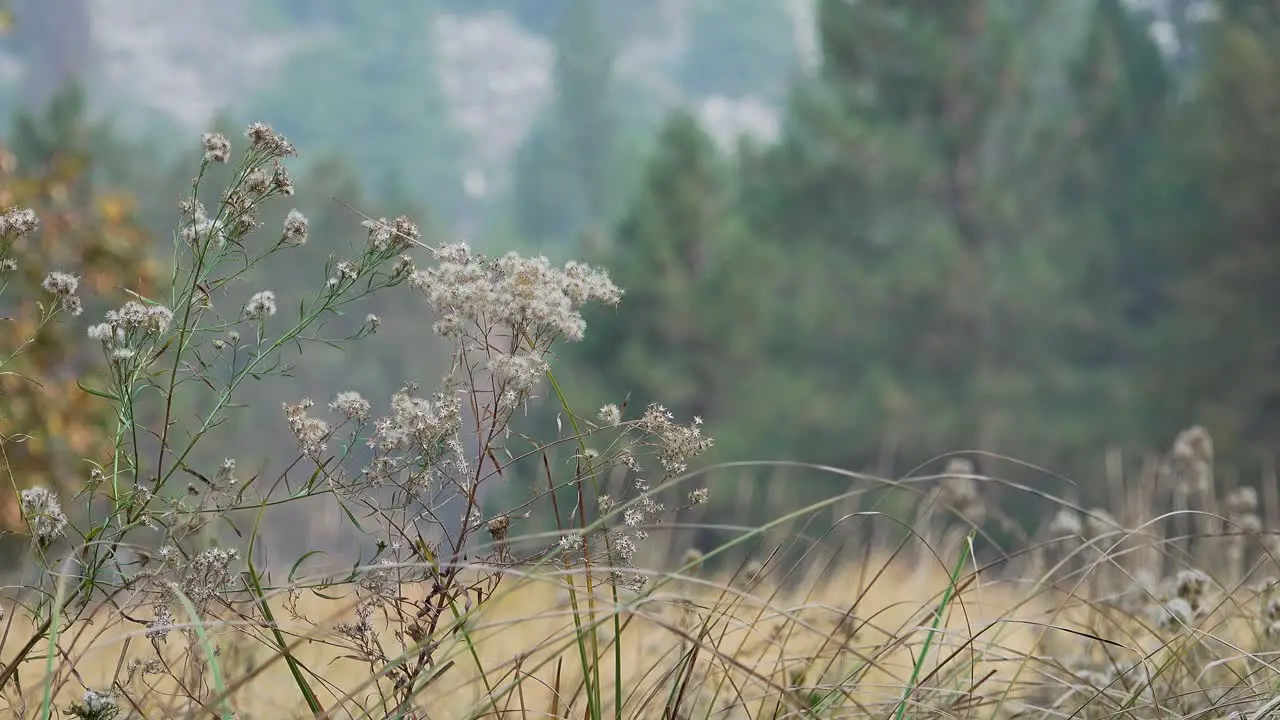 Close up grass and seed pods in late autumn in the Yosemite Valley Yosemite National Park California 1