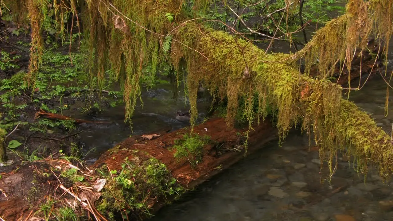 Otters frolic in a freshwater stream 1