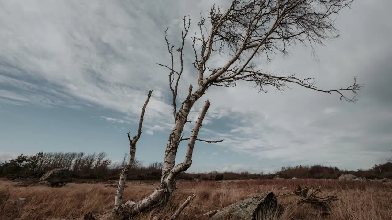 Time lapse video of a lonely tree in Færder National Park in Norway in stormy weather