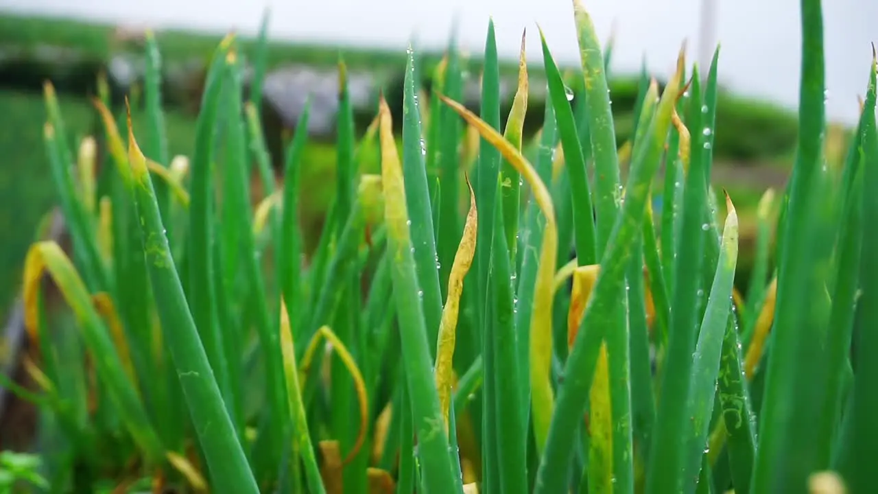 dewy leaves of scallion plantation