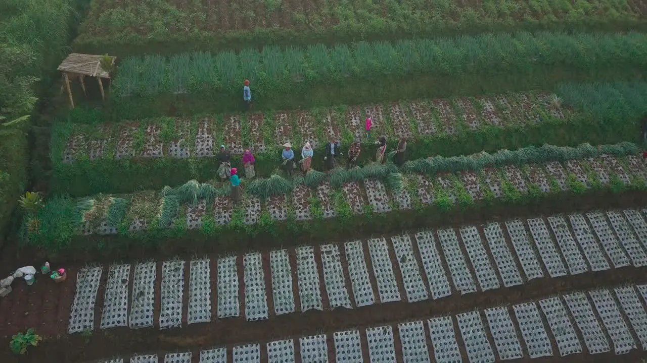 farmers are harvesting scallion on the vegetable plantation