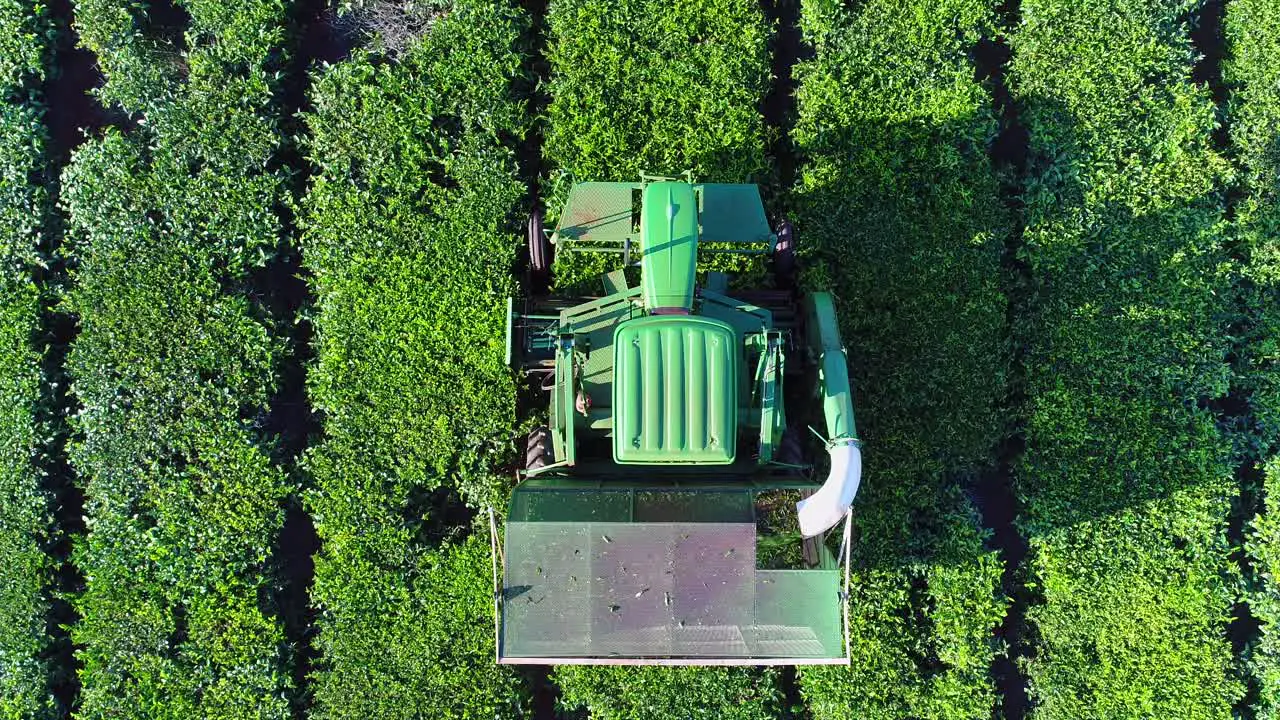 Aerial drone view of a tractor harvesting Camellia sinensis commonly known as green tea leaves