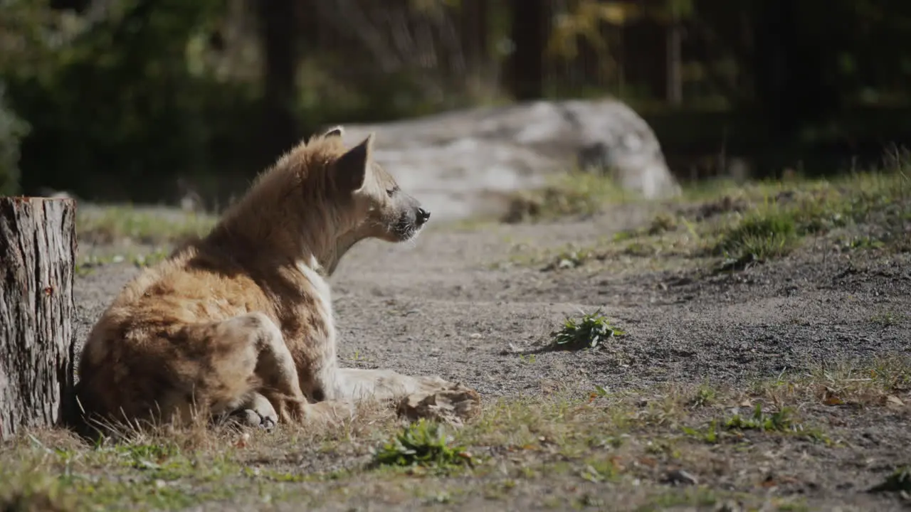 Wild hyana rests near the forest where trees are cut down