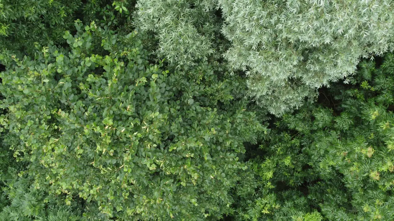 Forest With Huge Green Trees Above Overhead Drone Shot