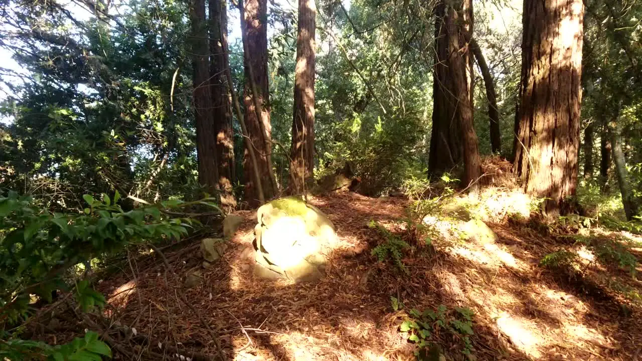 Beautiful sunrise morning pass to the right through the forest with bright sunbeams hitting the trees