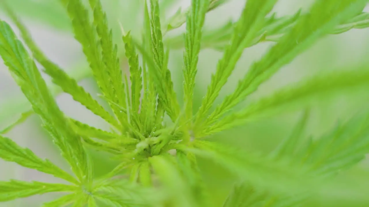 Fresh foliage of cannabis plant moving with the wind blurry background Slow motion