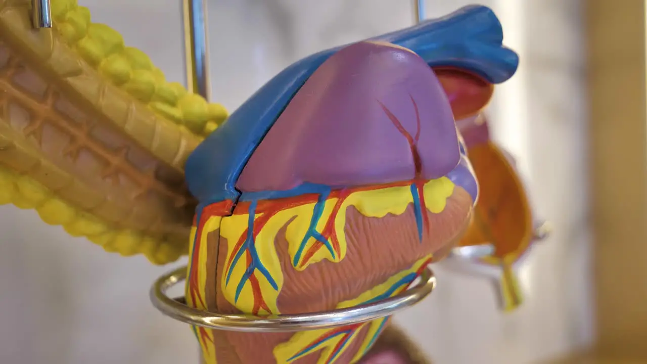 Slow motion revealing shot of a plastic model heart on display for education