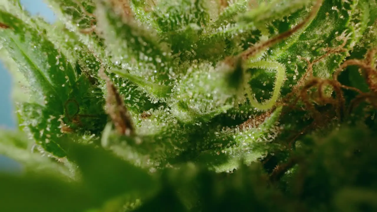 Macro detail of cannabis bud zoom in and showing Trichomes with probe lens