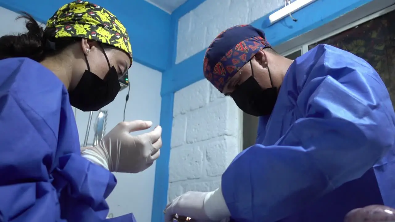 Low-angle shot of a veterinary surgeon preparing to suture and close an animal