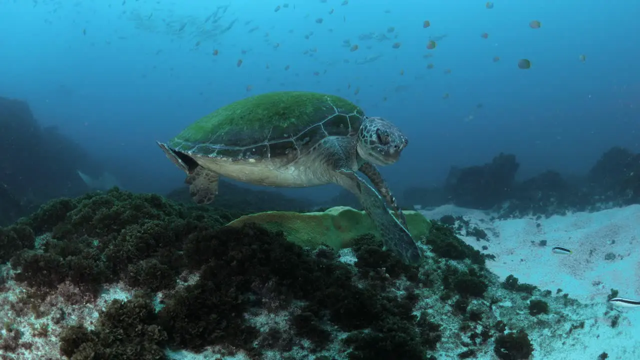 A endangered Green Sea Turtle bites its own flipper as a scuba diver watches from a distance