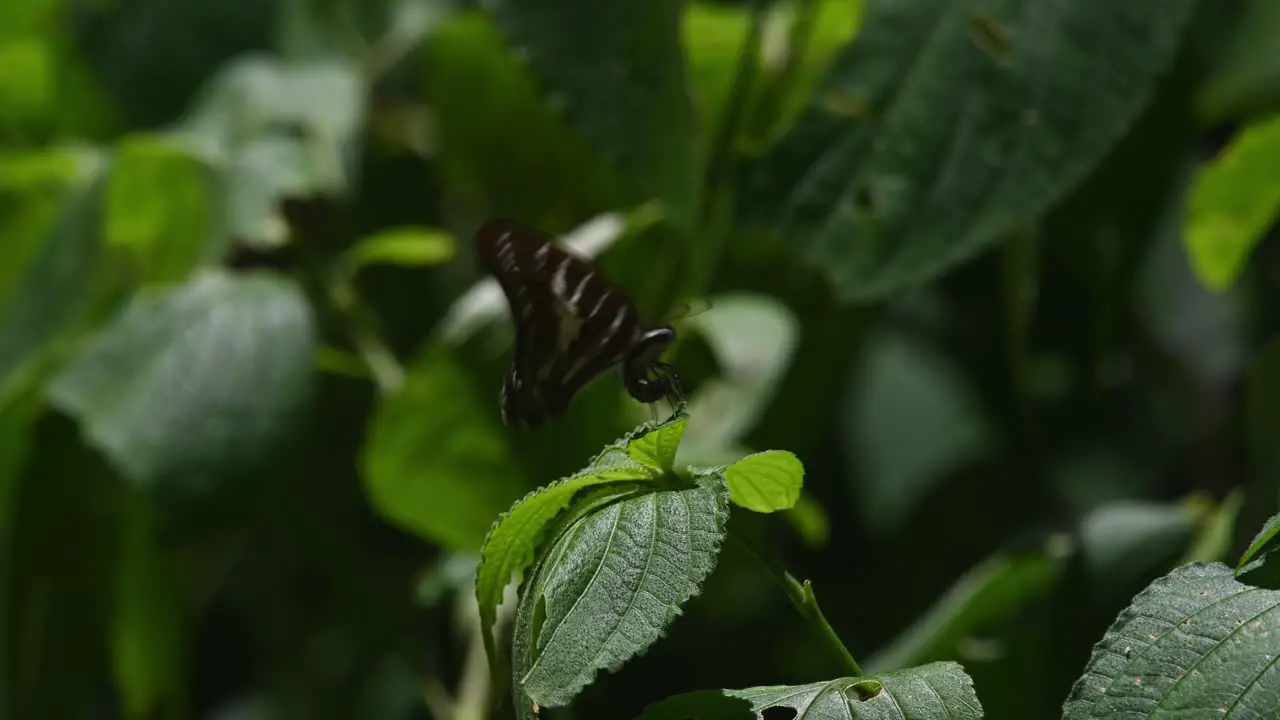 Two individual seen together one flies away the other stays ion the leaf bending its abdomen