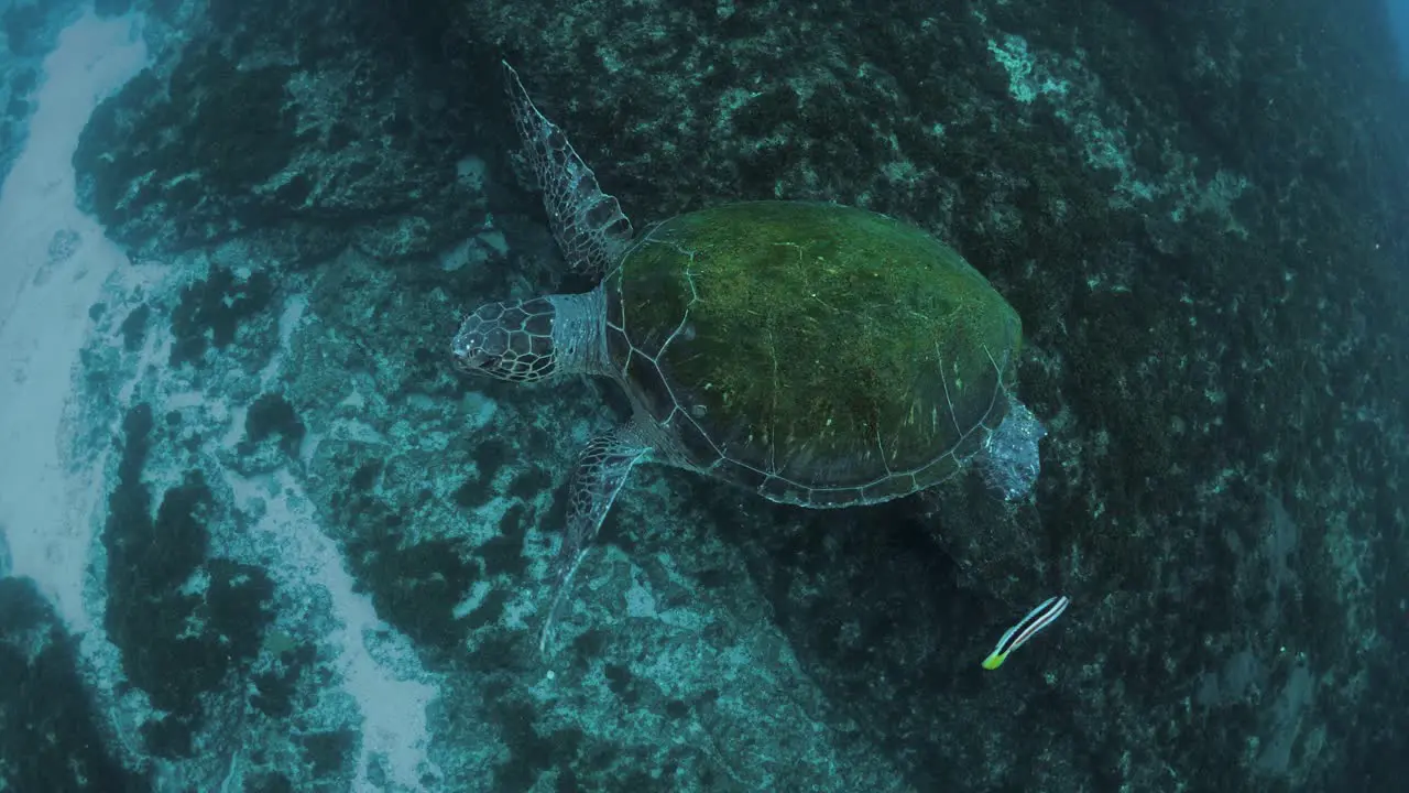 A friendly Green Sea Turtle turns floats effortlessly in the ocean before greeting a scuba diver above