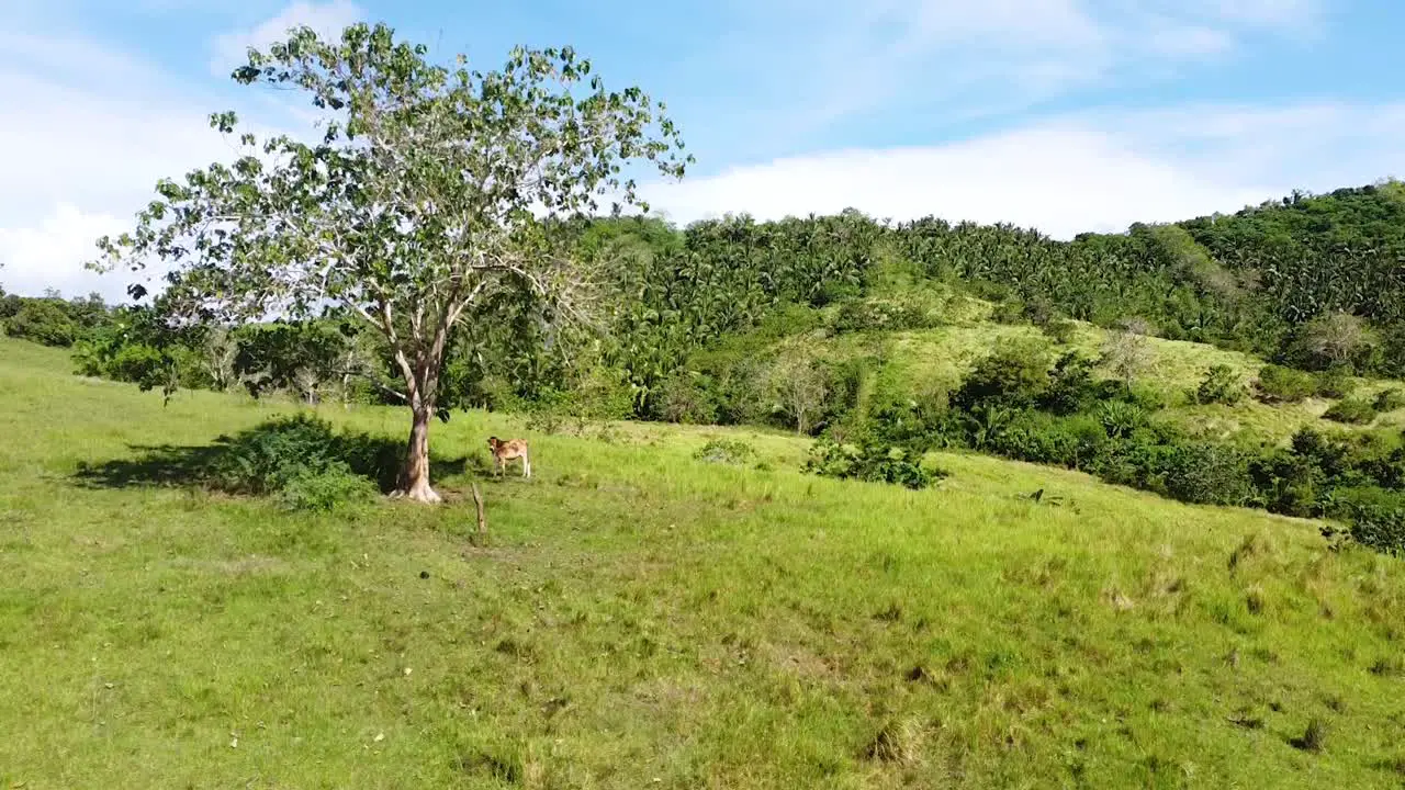 A cow under the tree eating grass on a green hill in the countryside