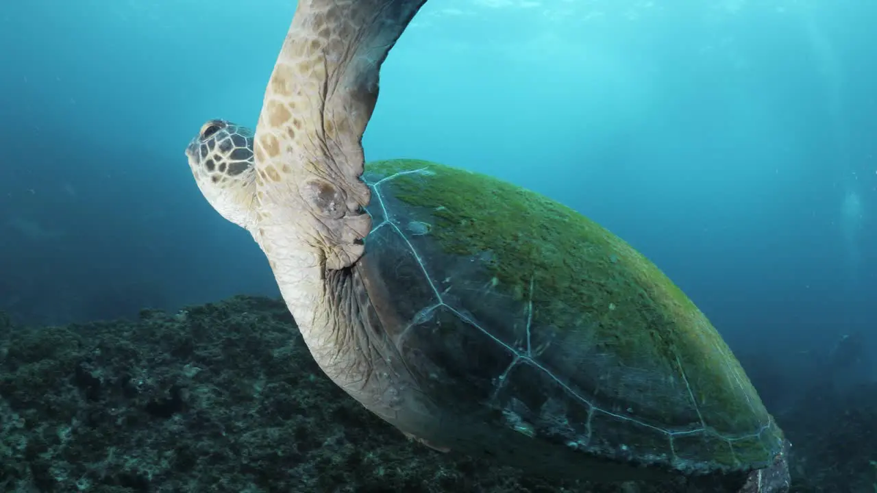 A Green sea turtle glides effortlessly past a scuba diver towards a school of sharks