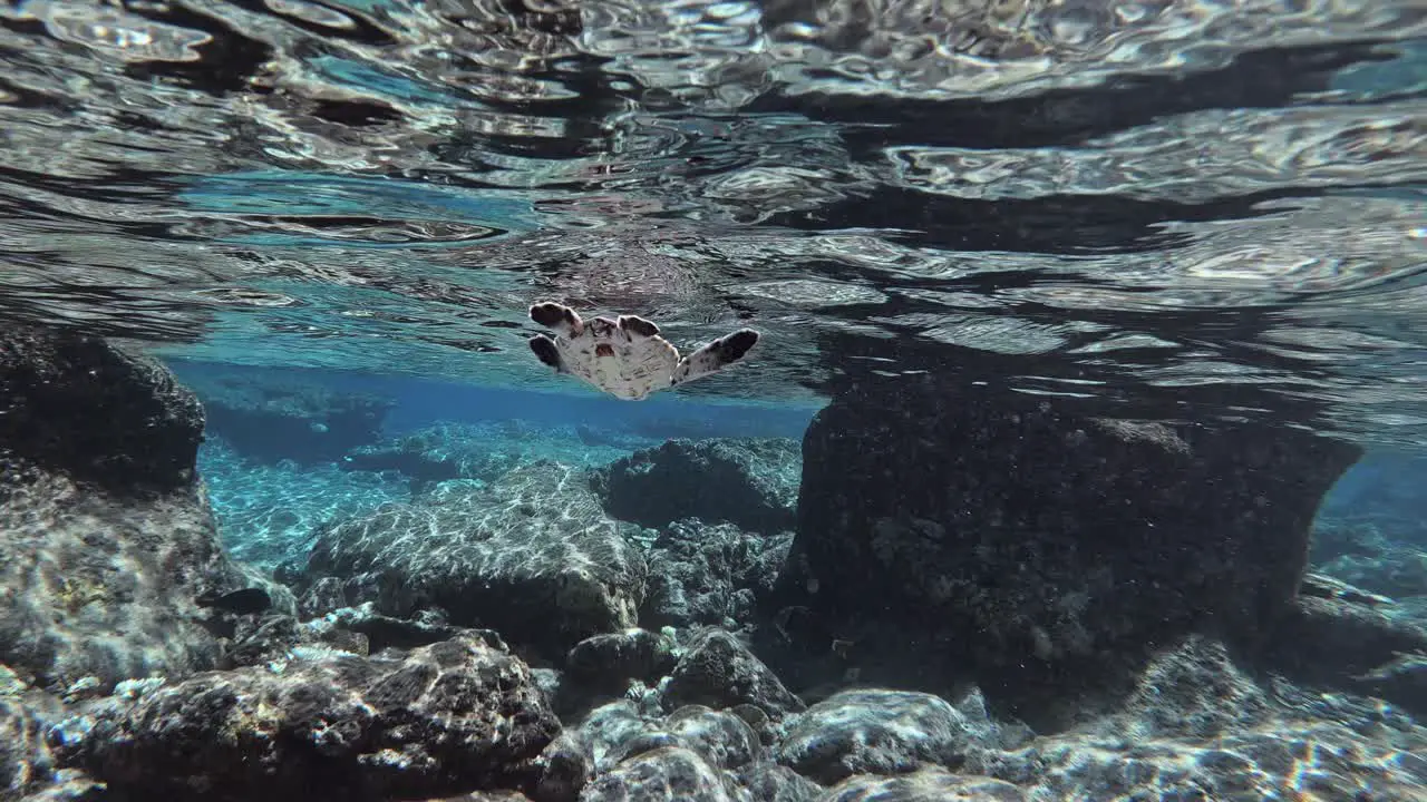 Baby Sea Turtle With Reef Fish Swimming On The Shallow Water Beneath The Waves At Daytime