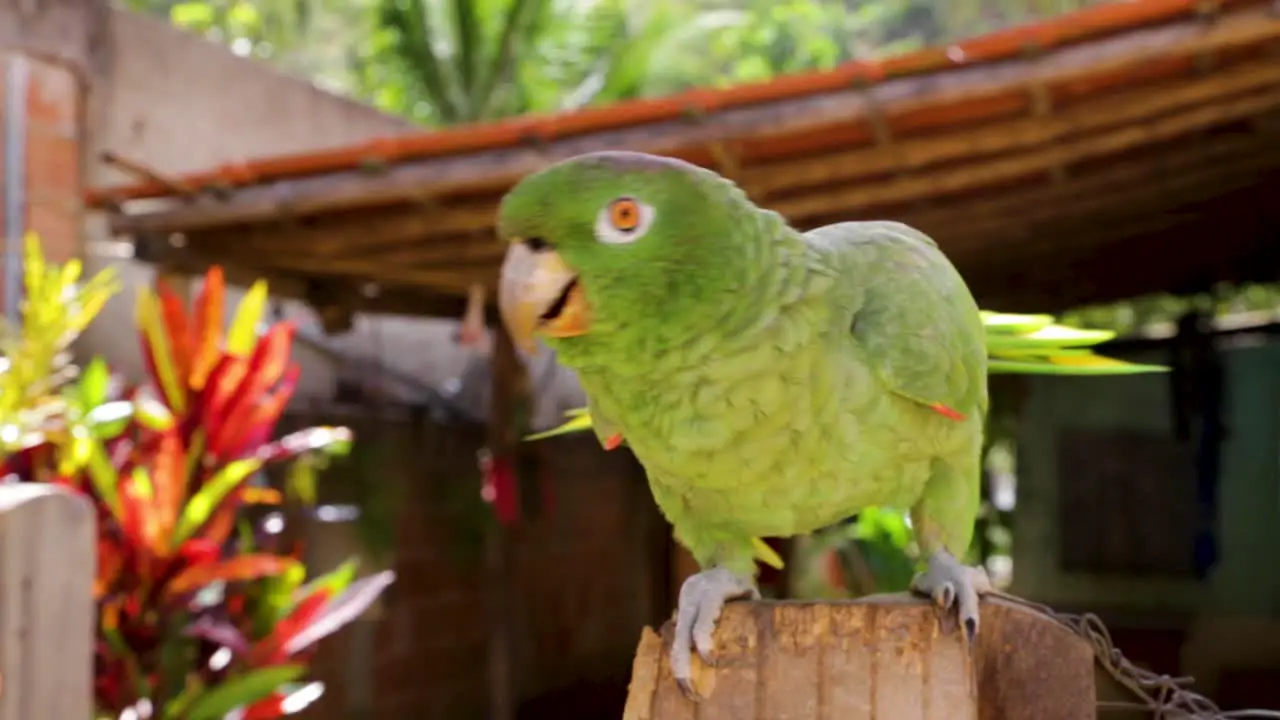 A green parrot walks on a house fence in Minas Gerais Brazil