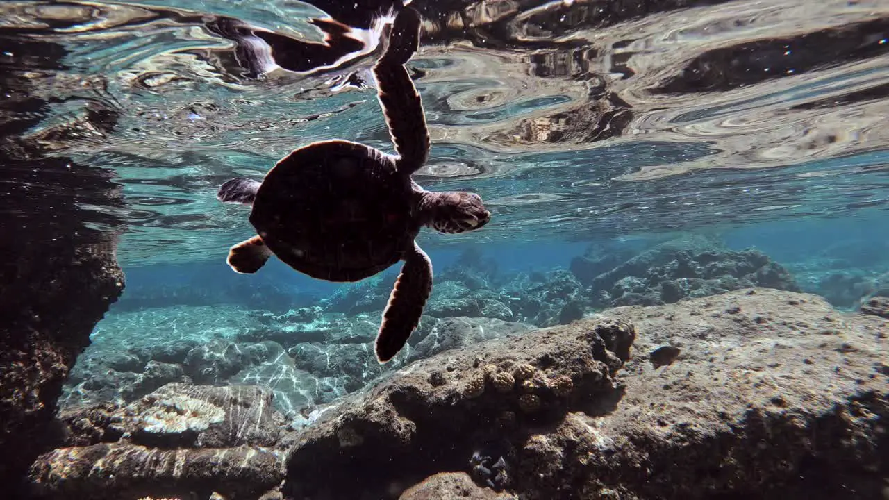 A Baby Sea Turtle Practicing Swimming On The Shallow Part Of Blue Ocean