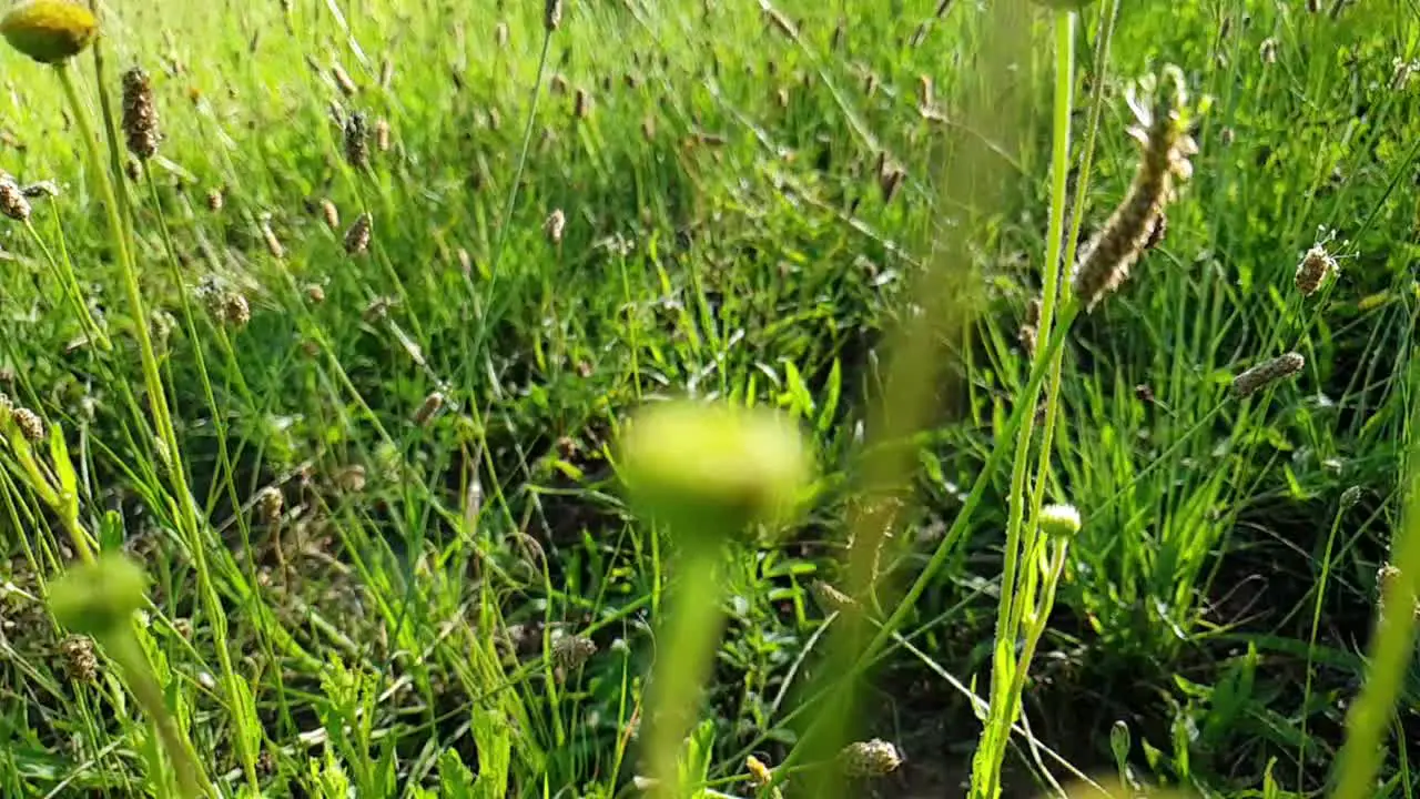 Moving through in slow motion tall emerald green wild flowers weeds and grass at Camelroc near Lesotho