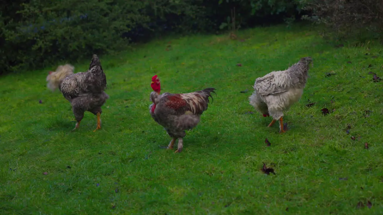 Chicken and Rooster family in grass field Castro Chiloé south of Chile