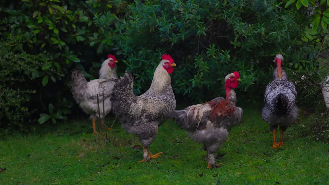 Chilean Chicken Rooster family in Castro Chiloé south of Chile