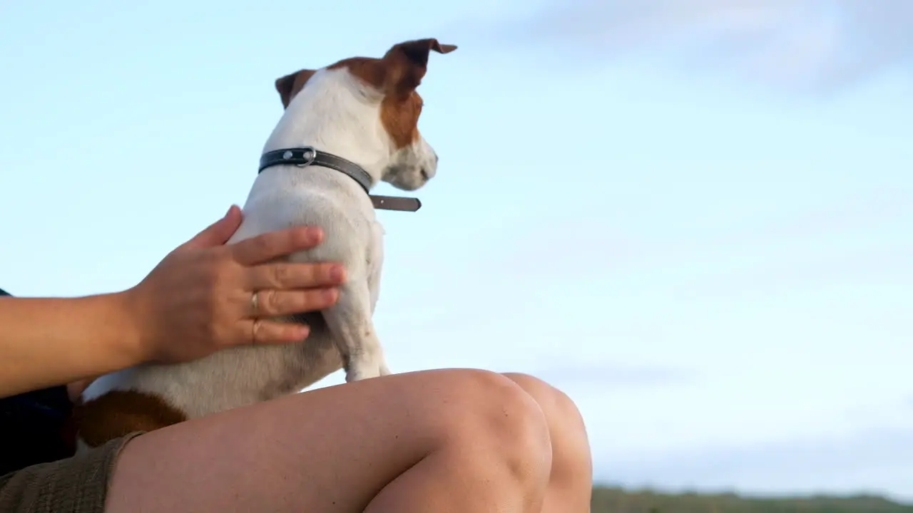 Perky Jack Russell terrier on lap of female