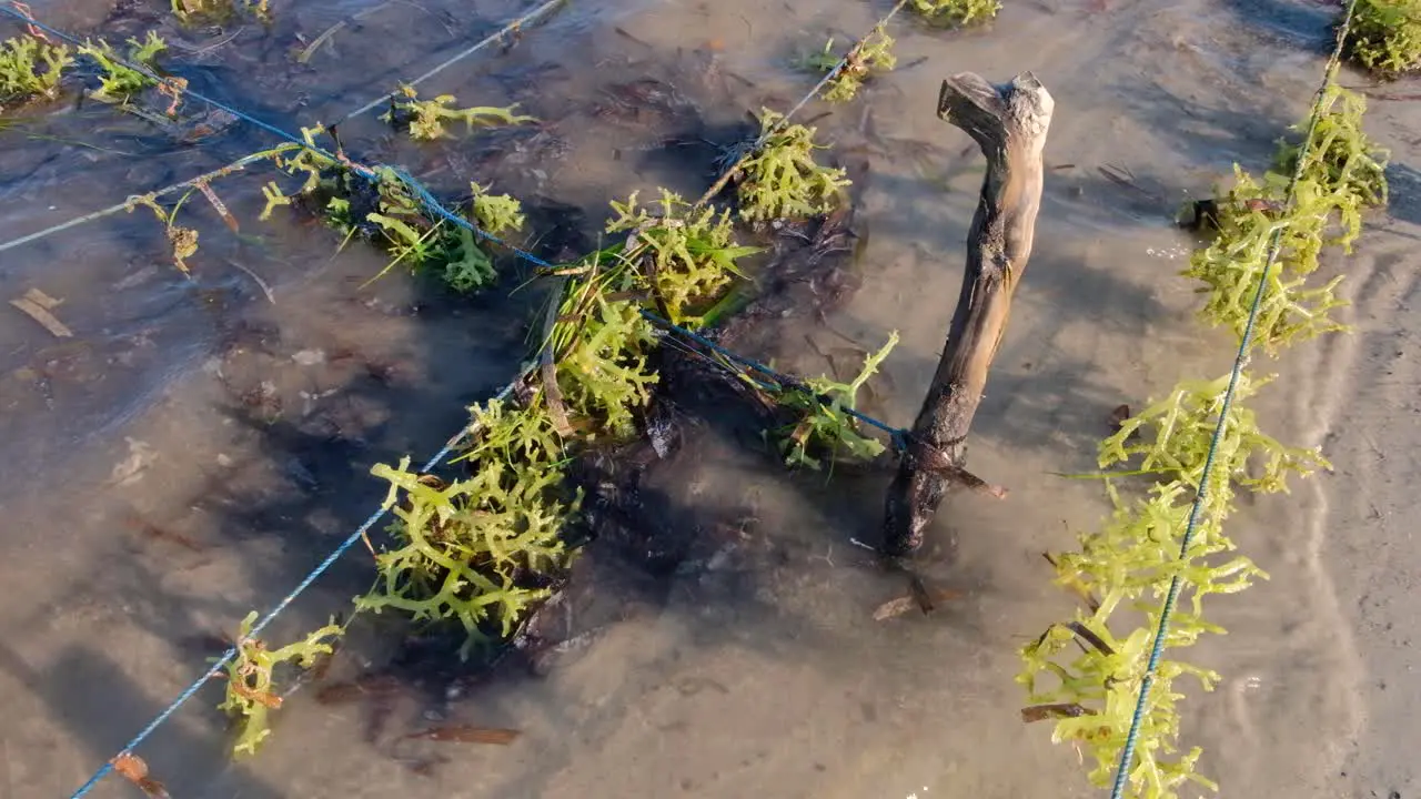 Close up of rural seaweed farm with clumps of edible seaweed at low tide on Atauro Island in Timor-Leste Southeast Asia