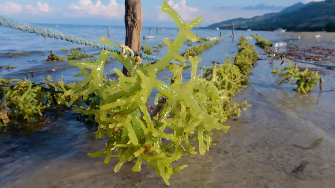 Close up scenic landscape view of seaweed farm with rows of edible seaweed for exporting overseas on the tropical island of Atauro Timor-Leste Southeast Asia