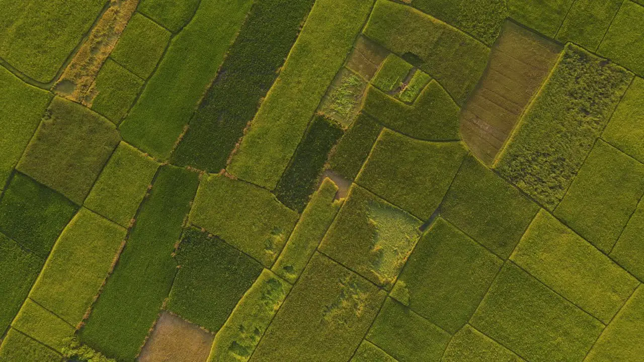 Top down aerial view of farmland field with green crops texture