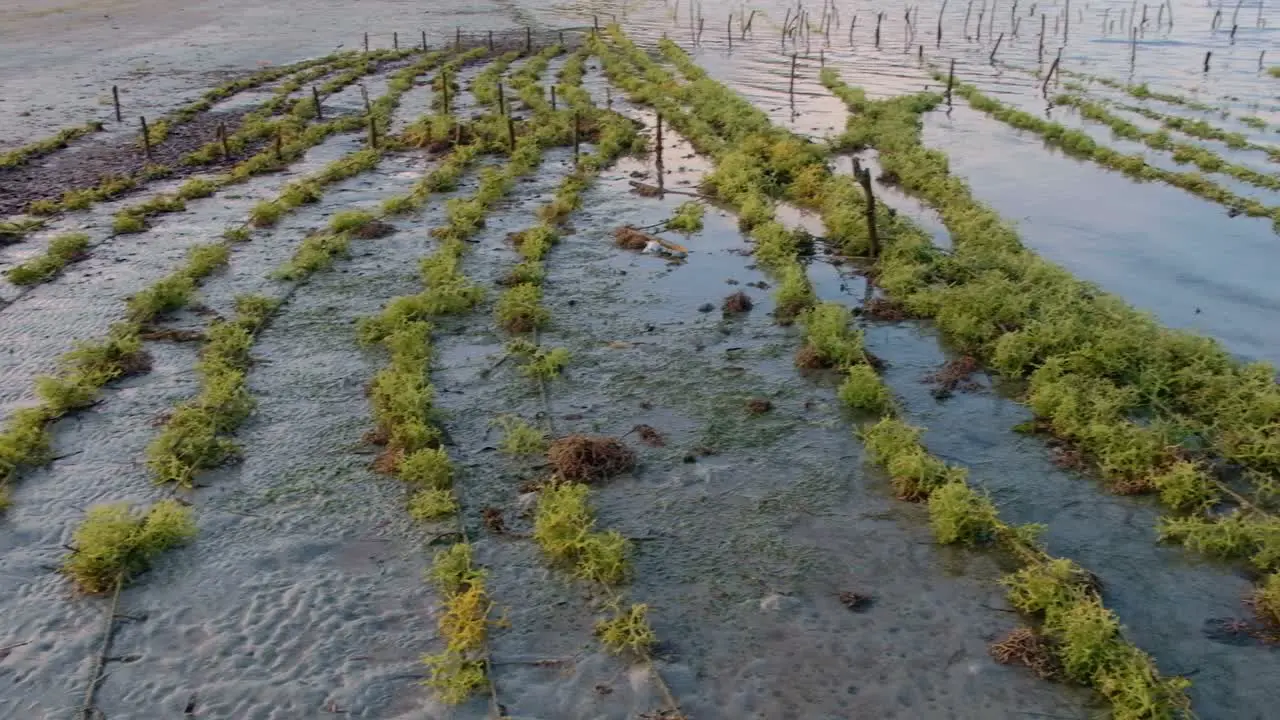 Scenic view of remote tropical island seaweed farm with rows of green edible seaweed being grown to cultivate harvest and export overseas