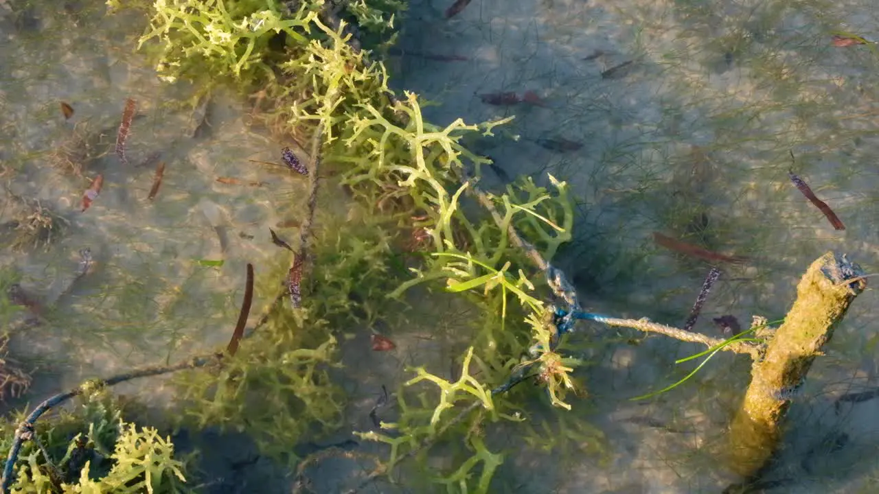 Close up view of rural seaweed farm on tropical island with clumps of edible green seaweed in ocean at low tide