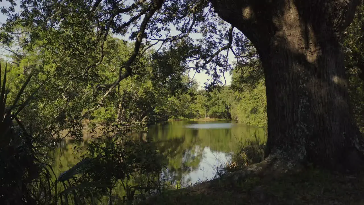 Small lagoon at city park slow drone between trees