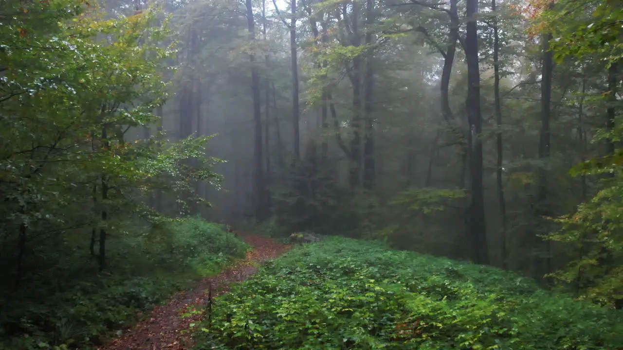 Passing By Forest Mountain Fir Trees Surrounded In Mist And Fog