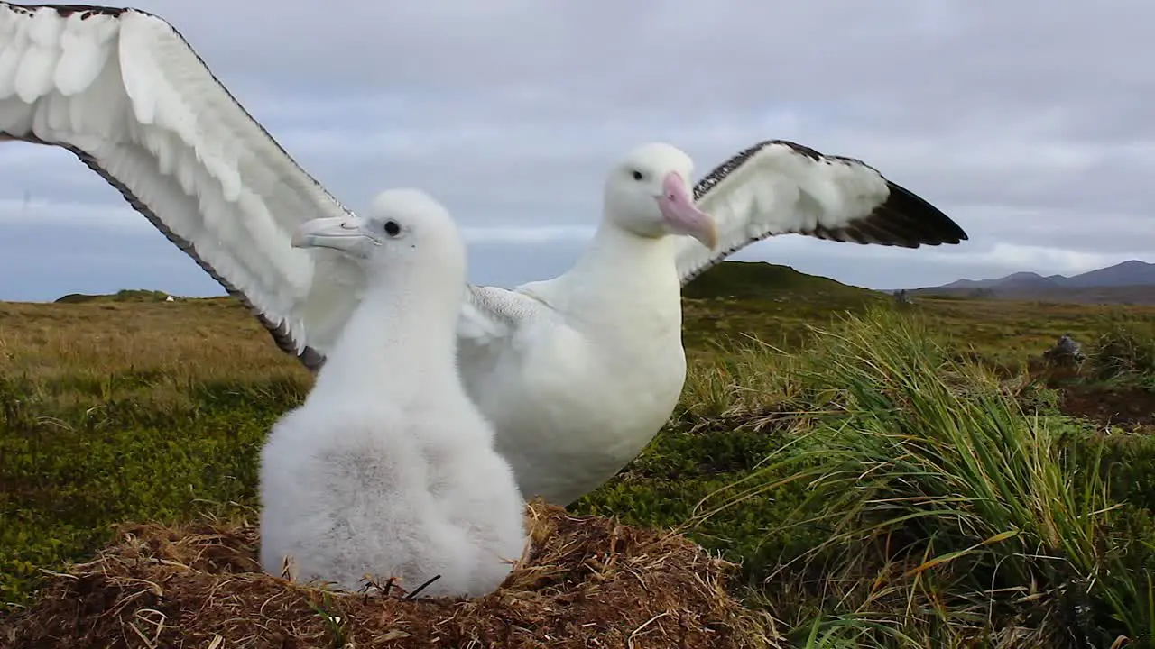 Wandering Albatross parent and chick at nest