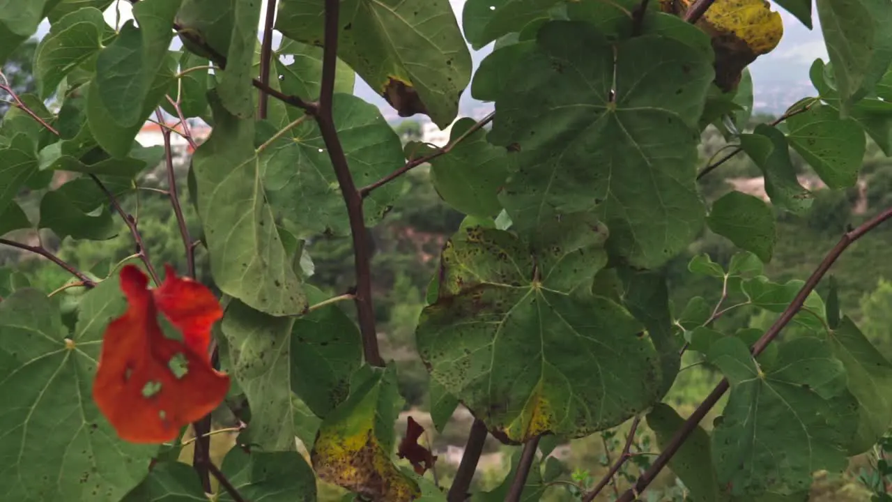 Slow pan reveal shot of Parnitha mountain Athens  Greece amongst trees  on overcast autumn day