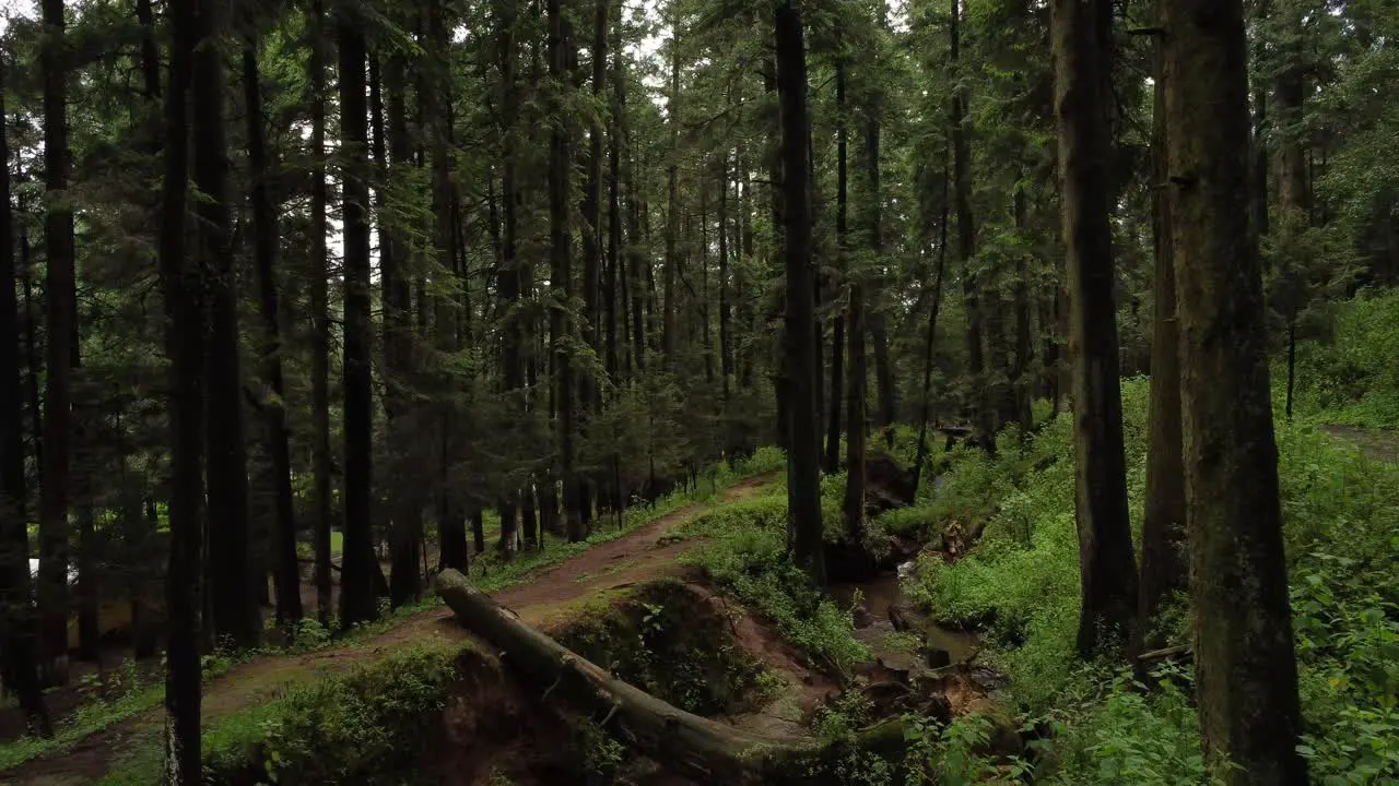 Drone shot of a forest