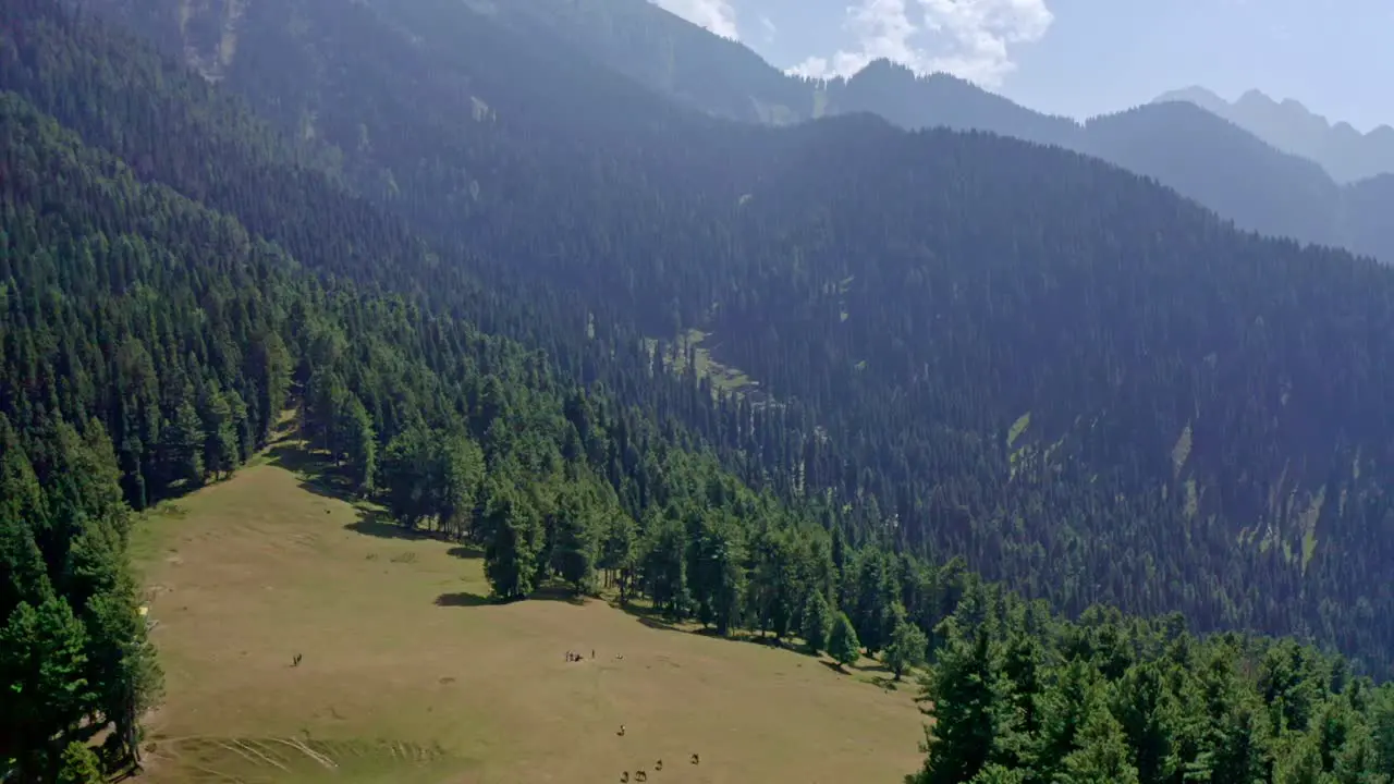 drone Camaro is going to the side where there are many horses among the bushes