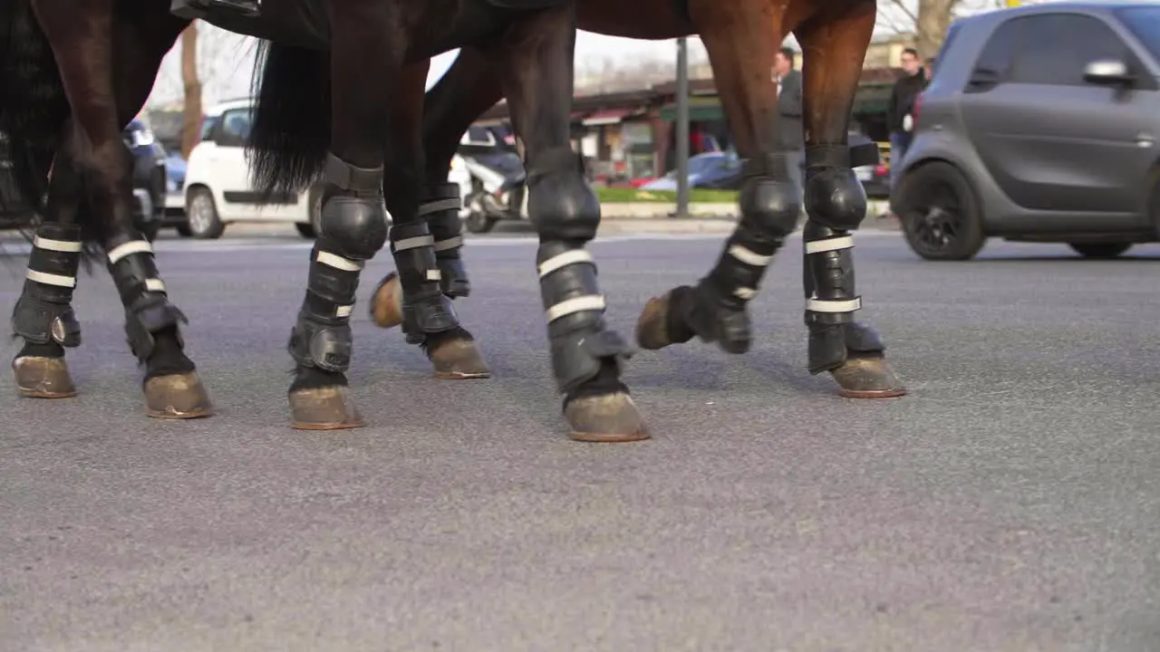 Horses Hooves