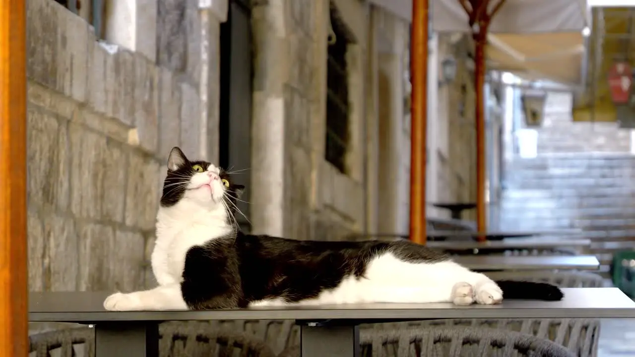 Dubrovnik a cat lounging on a table in a charming street of the old town