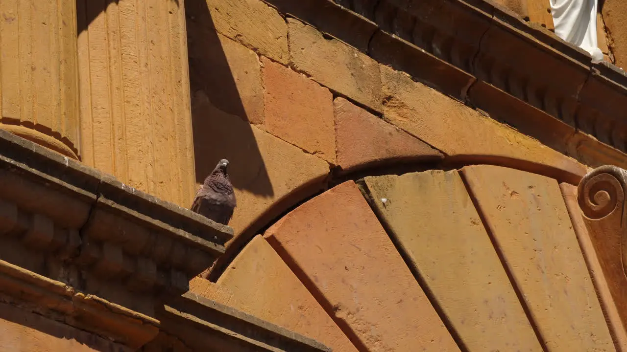 Pigeon on historic church in the afternoon light in Barichara Colombia