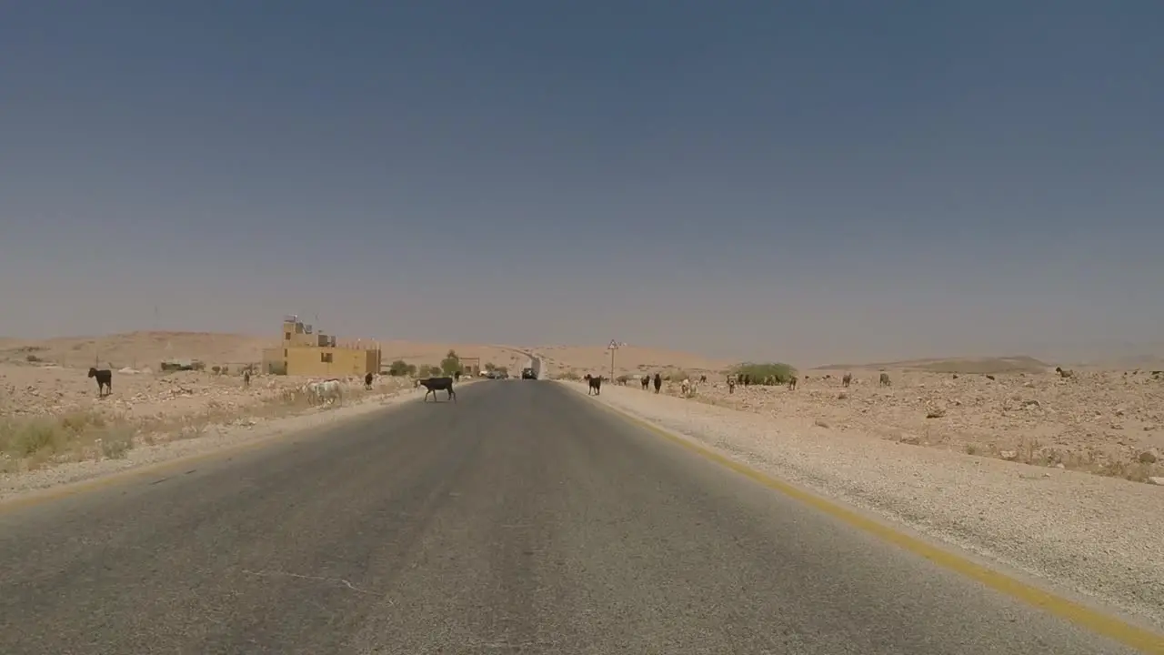 crossing jordanian roads with animals