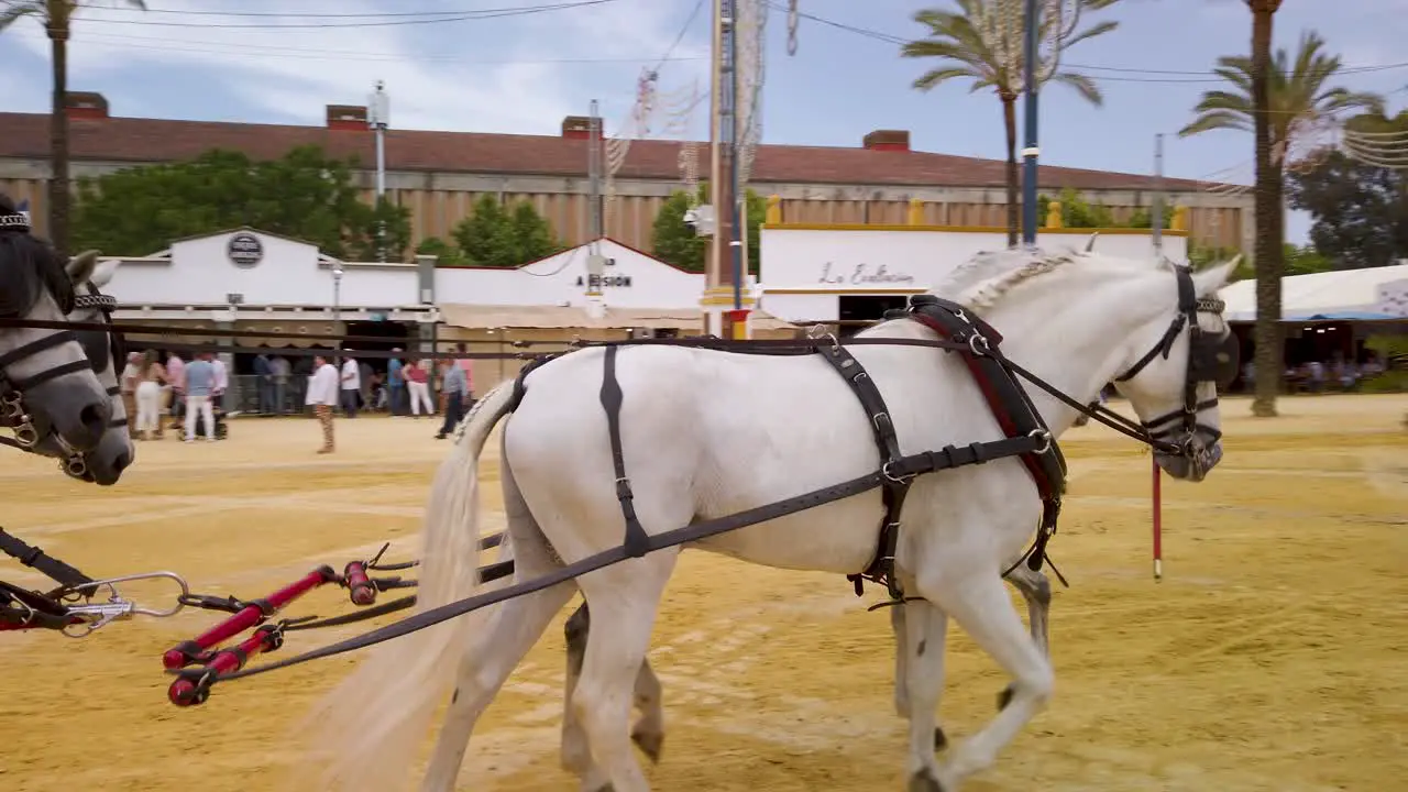 Four white horses pull red carriage of Spanish people at Jerez Fair Follow Pan