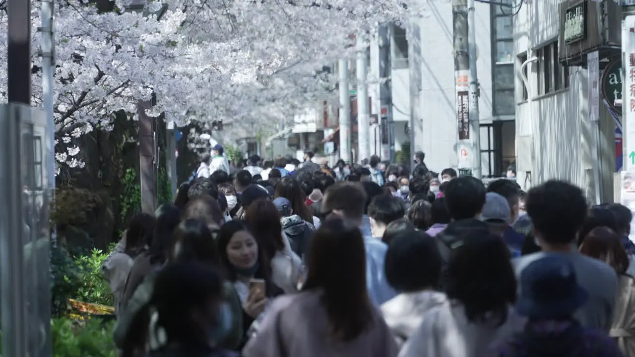 Huge crowd attending Hanami despite the Pandemic in Tokyo Japan