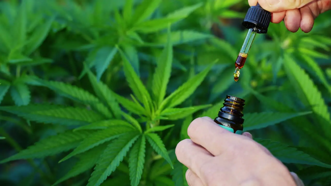 Close up of droplet dosing a biological and ecological hemp plant herbal pharmaceutical cbd oil from a jar